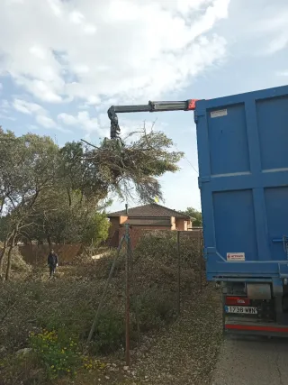 Recogida de podas