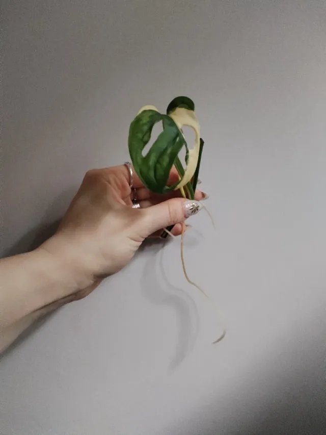 Talea Monstera Adansonii variegata de segunda mano por 13 EUR en  Casalbagliano en WALLAPOP