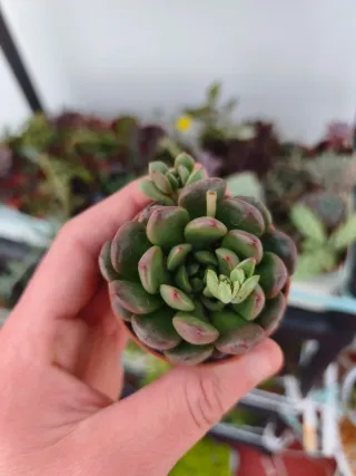 Echeveria viena