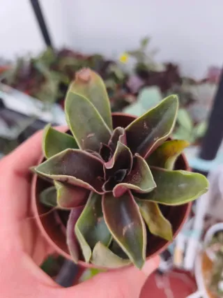 Echeveria Haikana