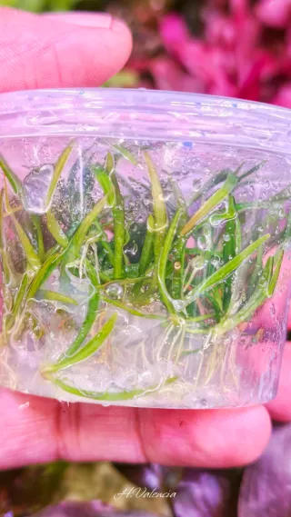 Invitro Echinodorus tenellus plantas acuario