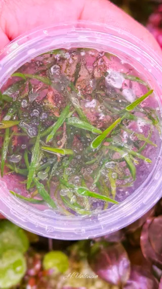 Invitro Echinodorus tenellus plantas acuario