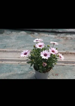 6 Dimorfotecas Grandes Multicolor