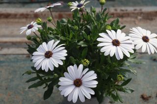 6 Dimorfotecas Grandes Multicolor