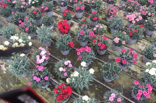 Set 6 claveles grandes rosas