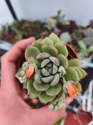 Echeveria