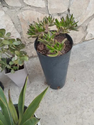 Plantas