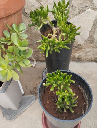 Plantas