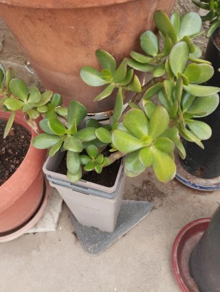 Plantas