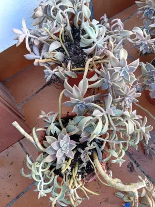 Plantas suculentas en maceta