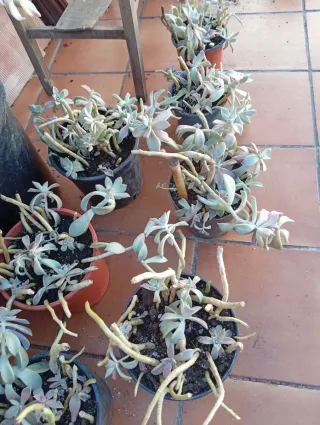 Plantas suculentas en maceta