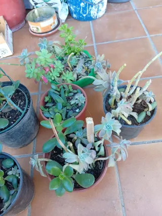 Plantas suculentas en maceta