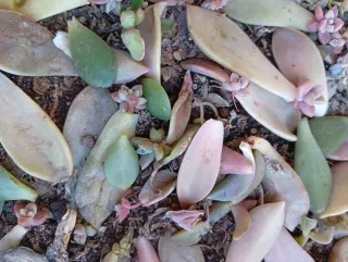 Plantas suculentas en maceta
