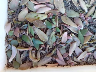 Plantas suculentas en maceta