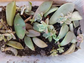 Plantas suculentas en maceta