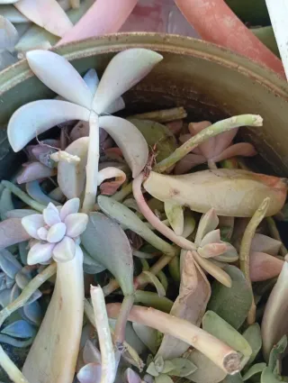 Plantas suculentas en maceta