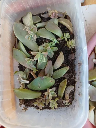 Plantas suculentas en maceta