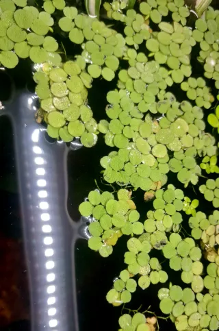 Salvinia mínima planta flotante acuario