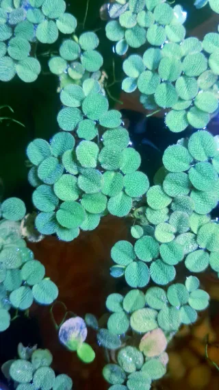 Salvinia mínima planta flotante acuario