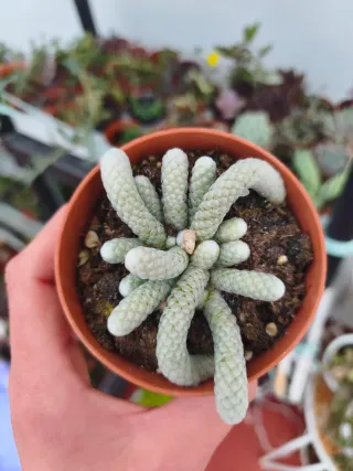 Avonia papyracea