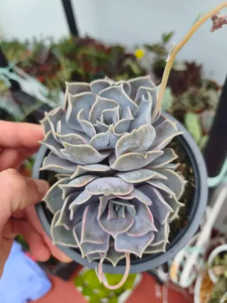 Echeveria lilacina