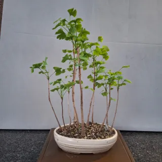 Foresta Bonsai Ginkgo Biloba