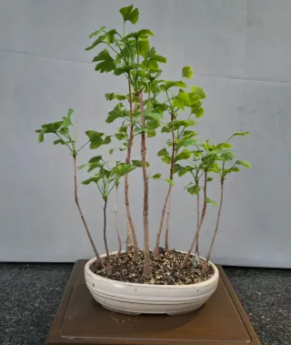 Foresta Bonsai Ginkgo Biloba