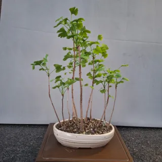 Foresta Bonsai Ginkgo Biloba