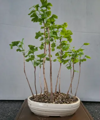 Foresta Bonsai Ginkgo Biloba