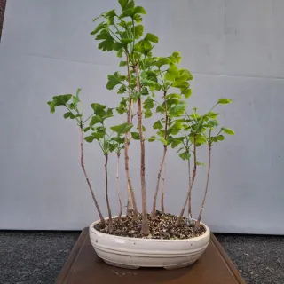 Foresta Bonsai Ginkgo Biloba