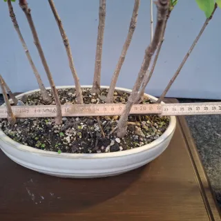Foresta Bonsai Ginkgo Biloba