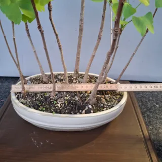 Foresta Bonsai Ginkgo Biloba