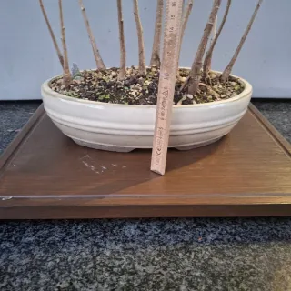 Foresta Bonsai Ginkgo Biloba