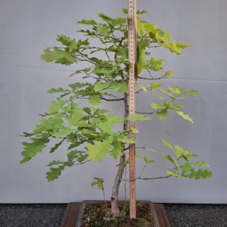 Bonsai di Quercia