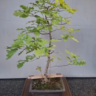 Bonsai di Quercia