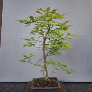 Bonsai di Quercia