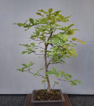 Bonsai di Quercia