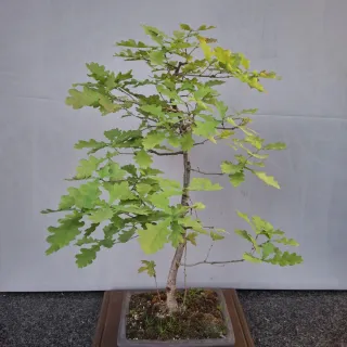 Bonsai di Quercia