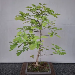 Bonsai di Quercia