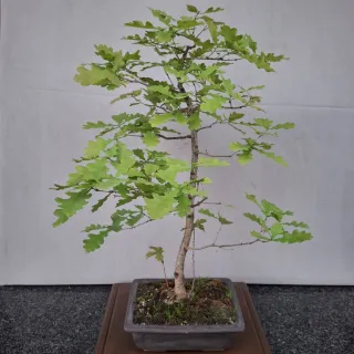 Bonsai di Quercia