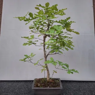 Bonsai di Quercia