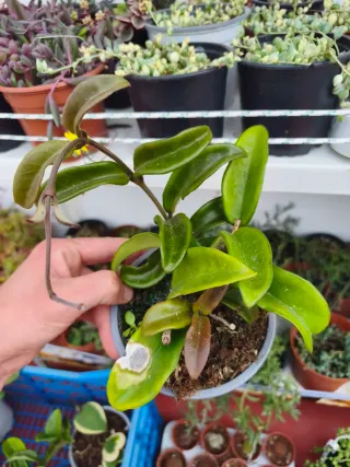 Hoya carnosa flor de cera
