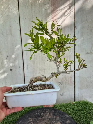 Granado Bonsái Maceta Blanca