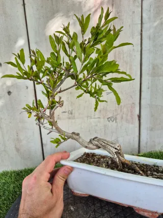 Granado Bonsái Maceta Blanca