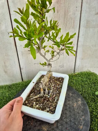 Granado Bonsái Maceta Blanca