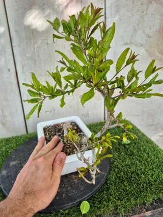 Granado Bonsái Maceta Blanca
