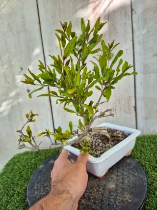 Granado Bonsái Maceta Blanca