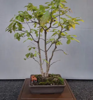 Bonsai Quercia Triplo Tronco
