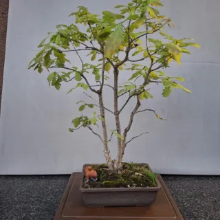 Bonsai Quercia Triplo Tronco