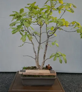 Bonsai Quercia Triplo Tronco